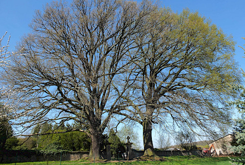 Die impossanten Eichen am Eingang zum alten Friedhof