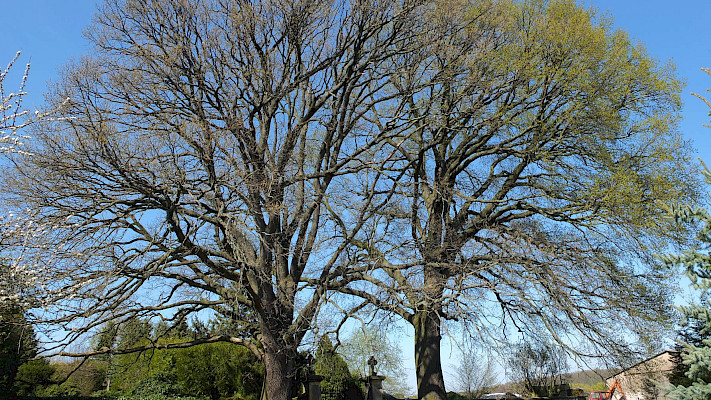 Die impossanten Eichen am Eingang zum alten Friedhof